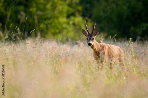 Fototapeta Naklejka Na Ścianę i Meble -  Kozioł / samiec sarny w wysokiej trawie Doliny Pilicy 