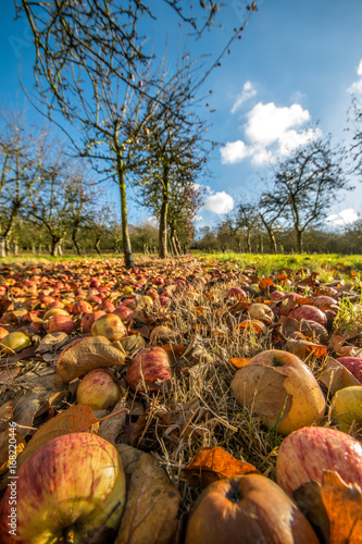 Windfall apples rotting on orchard floor missed harvest