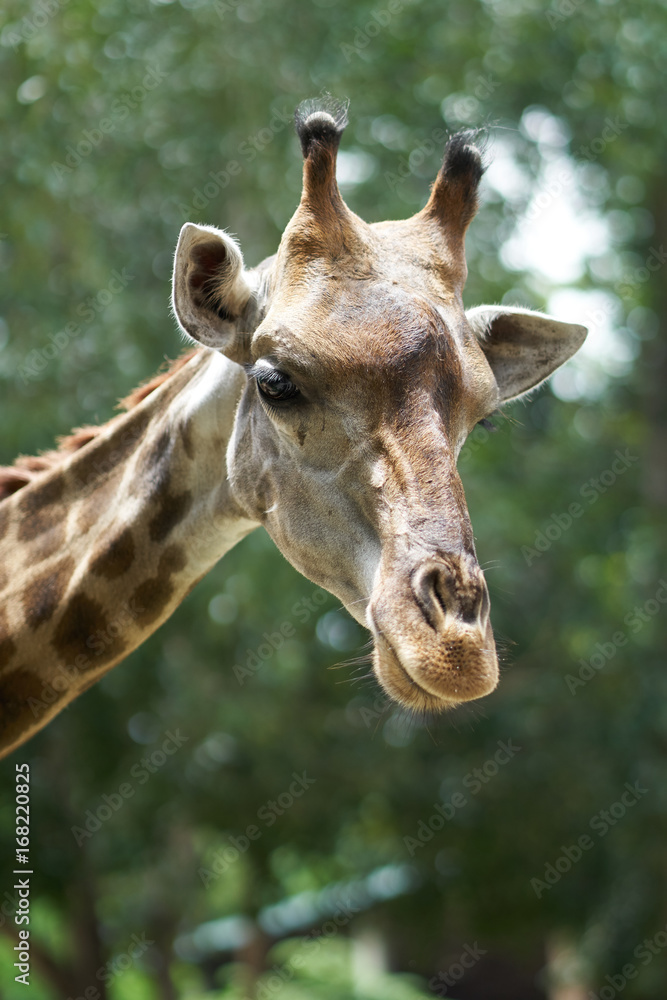 Fototapeta premium Giraffes are standing looking straight with green background.