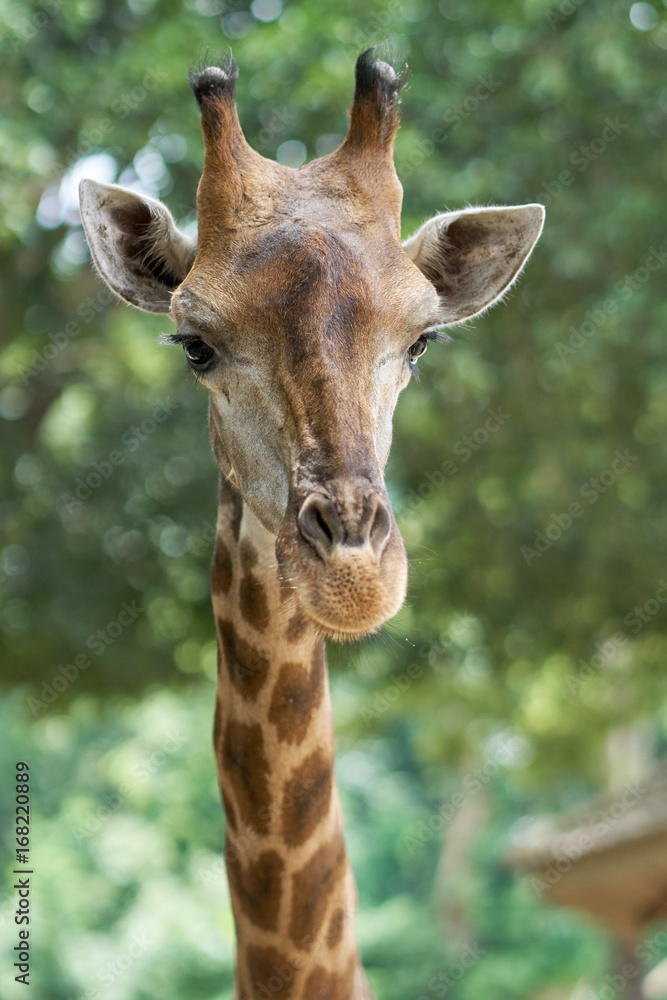 Giraffes are standing looking straight with green background. Giraffes are standing looking straight with green background.