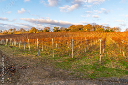 South England vineyards under golden winter sunset