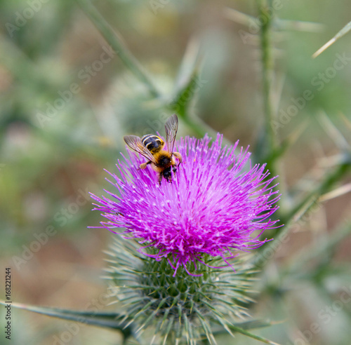 Honey bee on a thistle flower © teine