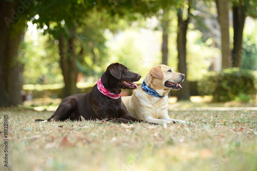 Two labradors in the park