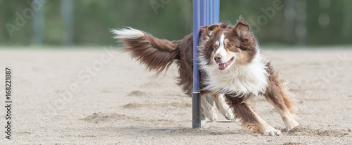 Australian shepherd doing slalom in agility dog competition. Sized to fit for cover image on popular social media site