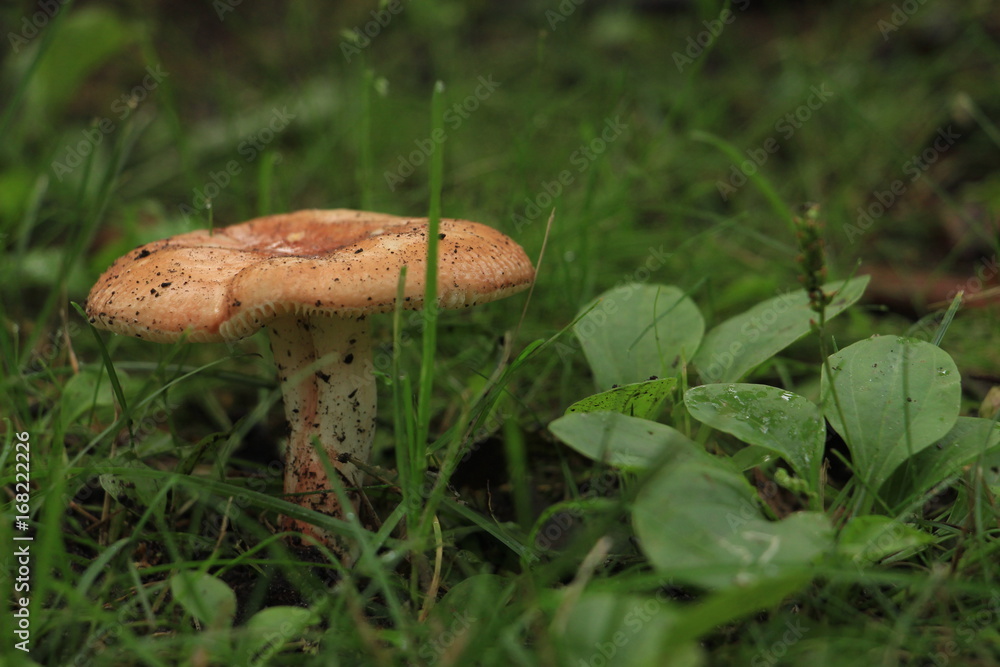 Mushroom in the green grass Mushroom in the green grass