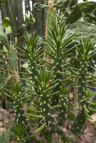 Group of various ornamental cacti
