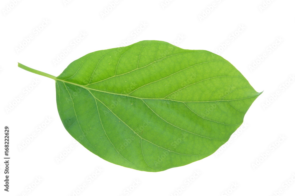 Obraz premium Avocado leaf isolated on white background