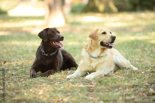 Two labradors in the park