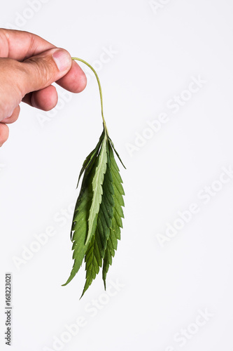 Fading cannabis leaf in a male hand on a white background. photo