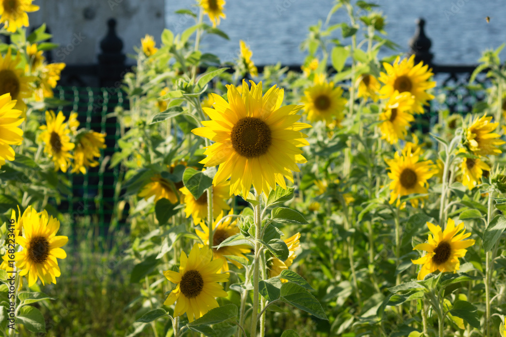 Fototapeta premium Sunflower field in sunset light. Autumn background.