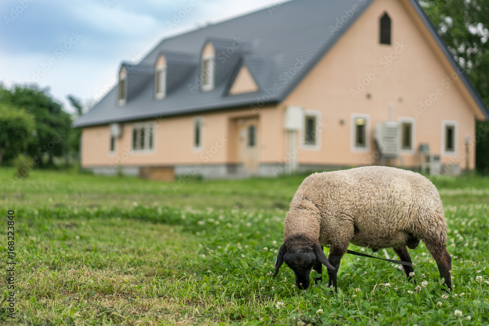 Obraz premium Grazing Goat