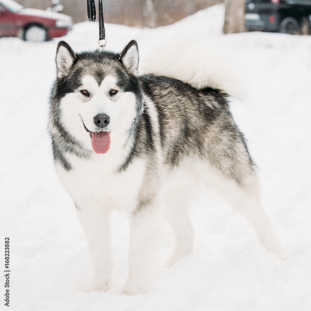 Alaskan Malamute Playing Outdoor In Snow, Winter Season. Playful Alaskan Malamute Playing Outdoor In Snow, Winter Season. Playful