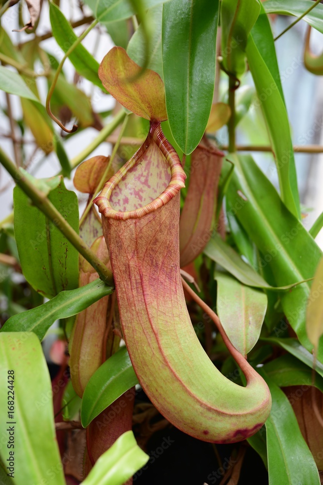 Nepenthes - Pianta carnivora Stock Photo | Adobe Stock