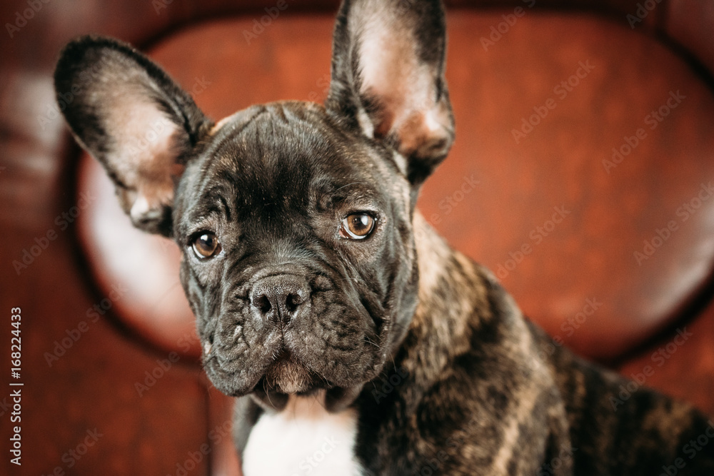 Obraz premium Potrait Of Young Black French Bulldog Dog Puppy With White Spot 