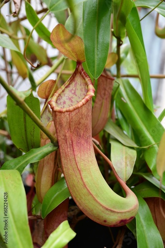 Fototapet Nepenthes - Pianta carnivora
