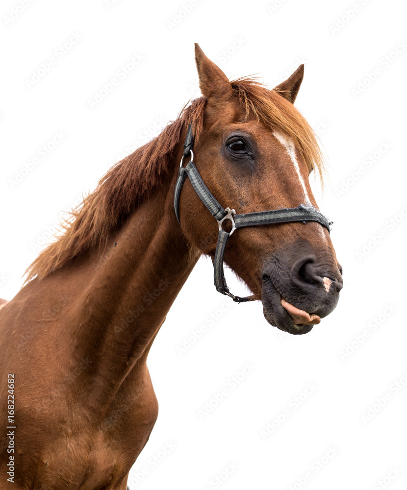 Portrait of a horse on a white background Portrait of a horse on a white background