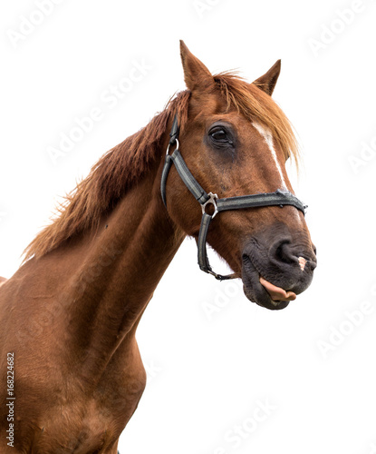 Portrait of a horse on a white background