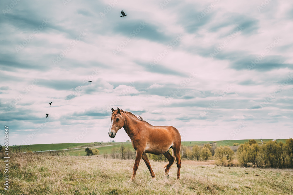 Fototapeta premium Red Horse Grazing On Green Grass In Spring Meadow Of Belarus