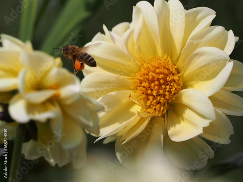 western honey bee (apis mellifera) flying to a light yellow dahlia blossom 