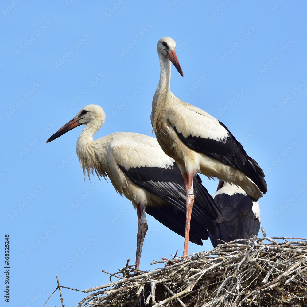 Fototapeta premium ready for outbound flight