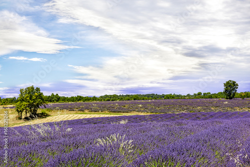 Flowering lavender fields