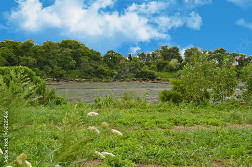 Swamp in summer