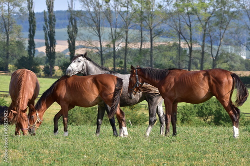 purebred horses on pasture