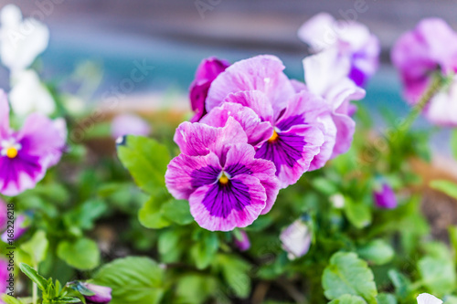 Macro closeup of light pink double purple pansy flower showing detail and texture