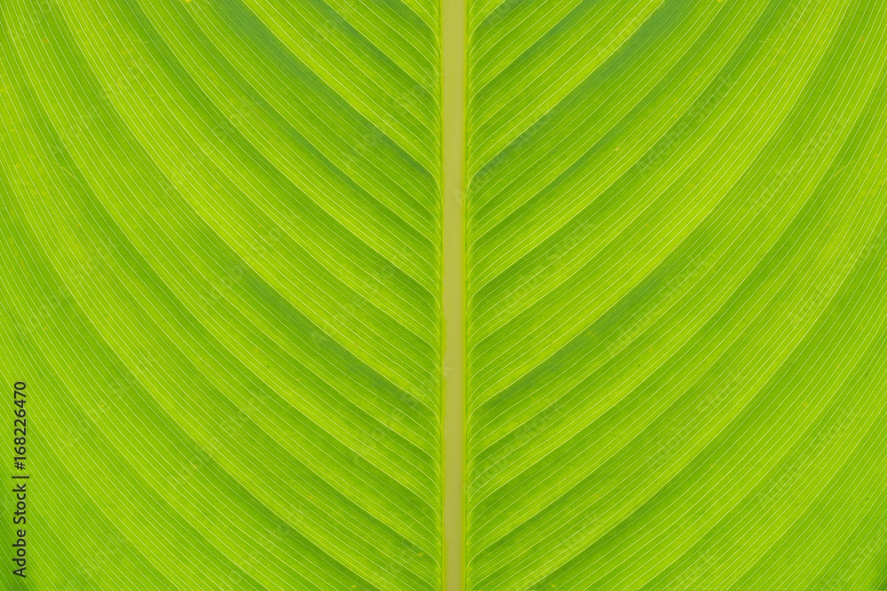 leaf detail
