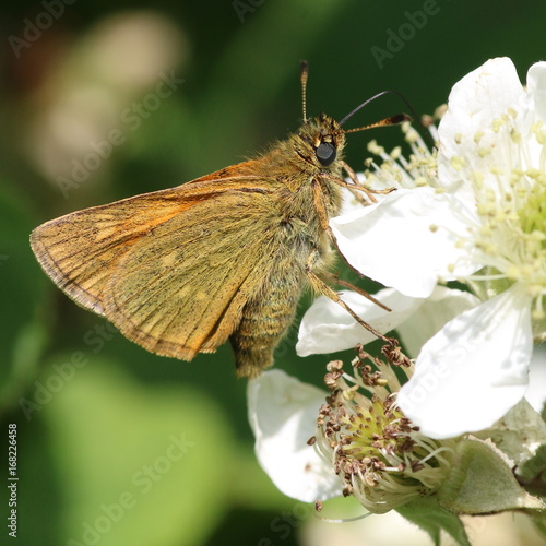 European  Large Skipper Butterfly (Ochlodes sylvanus) on a blackbery flower photo