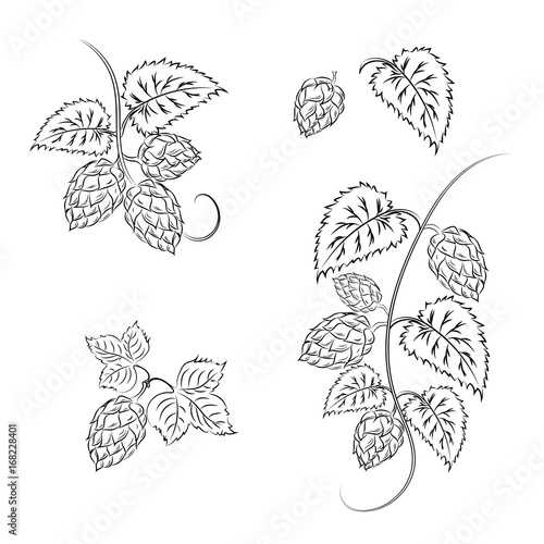 set: tendril hops and cones. Brewing. Ingredient. Vector.
