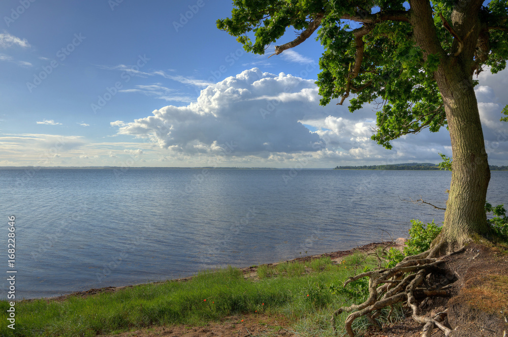 The tree by the fjord