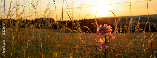 Wallpaper Mural Wild mallow flowers on a sunset background. Torontodigital.ca