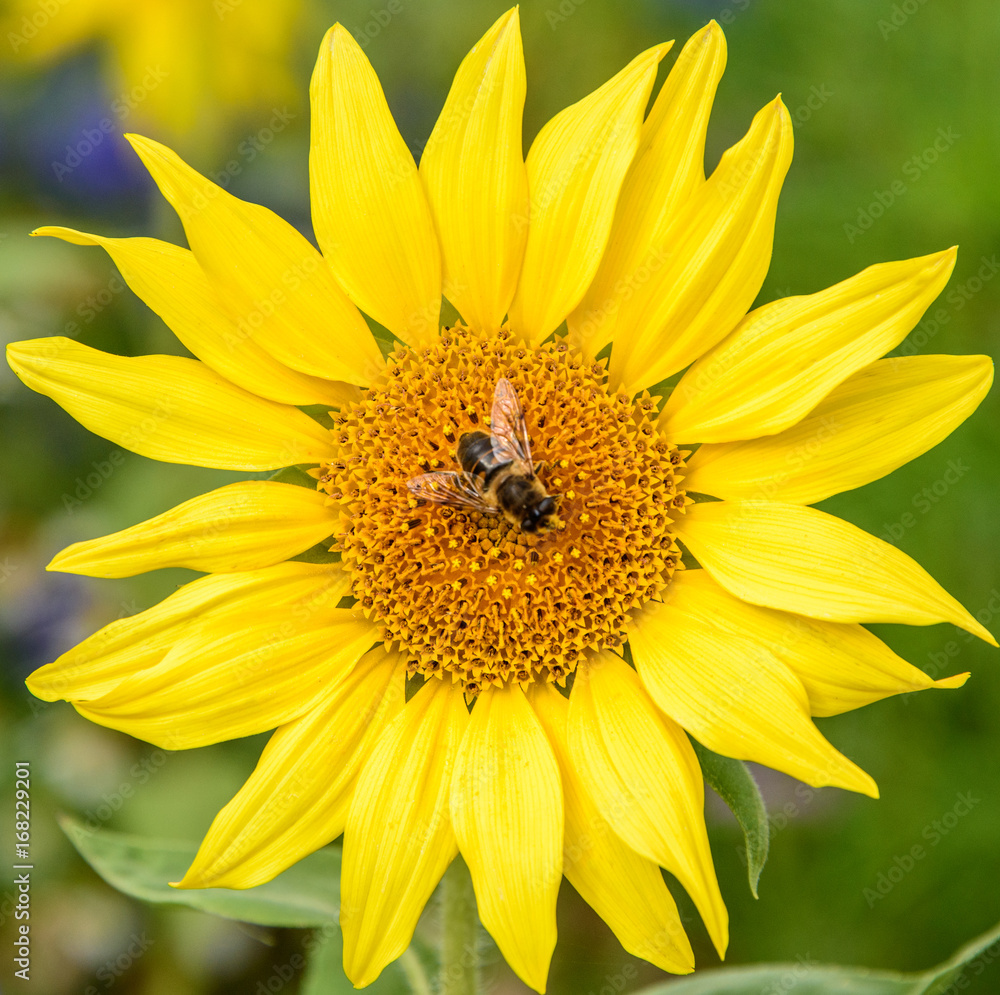 Sunflower with a bee on it