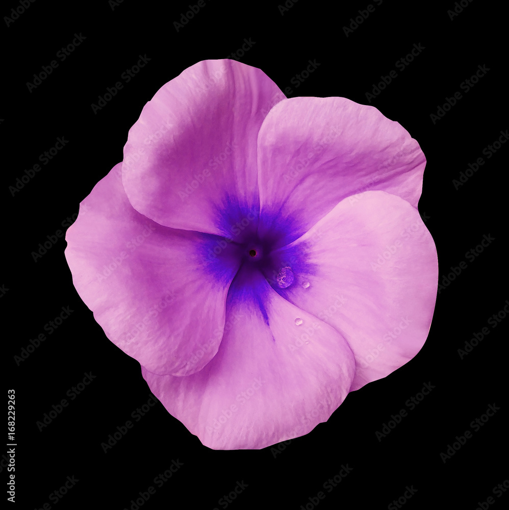 Naklejka premium Pink flower on isolated black background with clipping path. Closeup. Beautiful pink-blue flower Violets for design. Nature. .