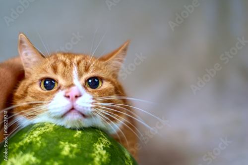 Fototapeta Naklejka Na Ścianę i Meble -  Red cat and ripe watermelon