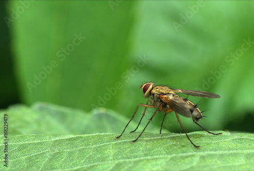 The long-legged fly