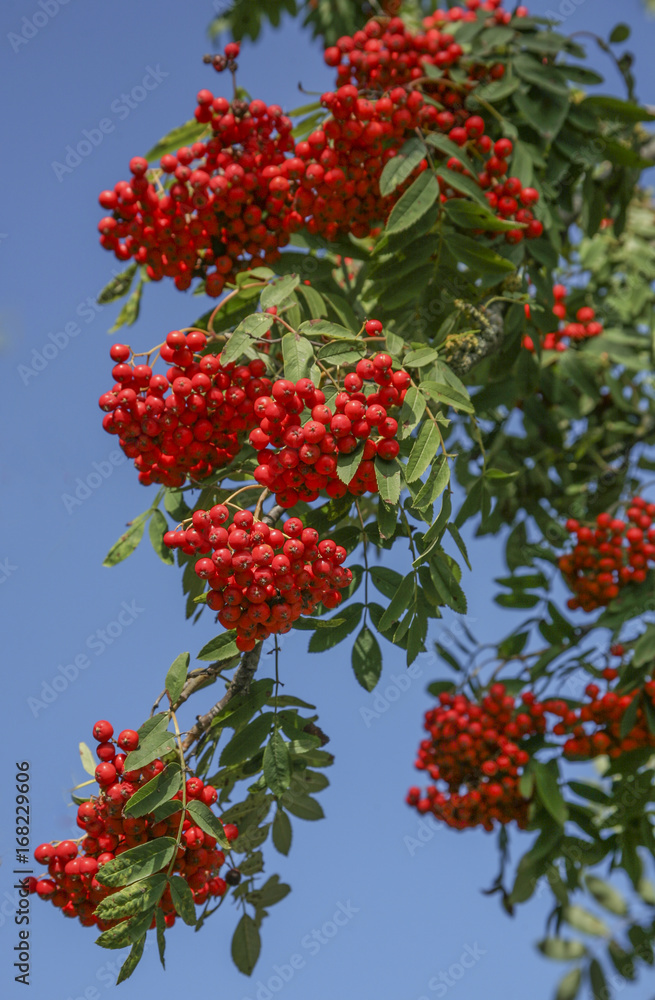Rowan-berry Rowan-berry