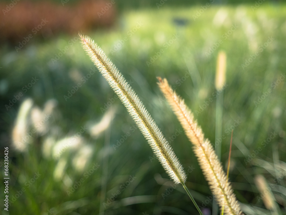 Feather pennisetum, Mission grass flower in garden.