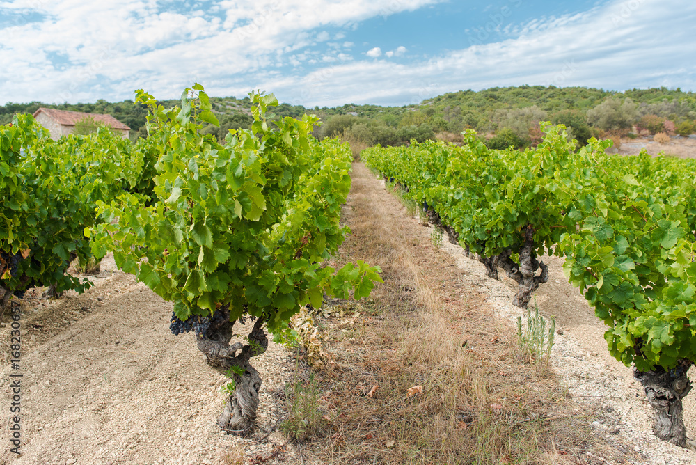 Naklejka premium Vineyards in Burgundy, ripe grape in summer