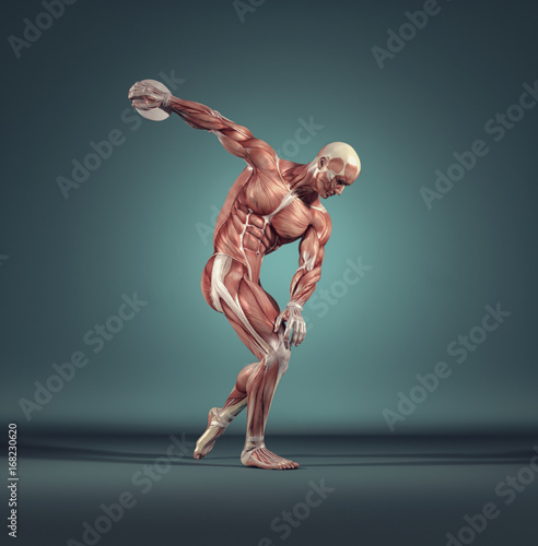 The muscular system