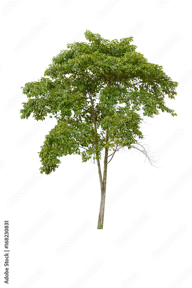 Fototapeta premium isolated tree on white background