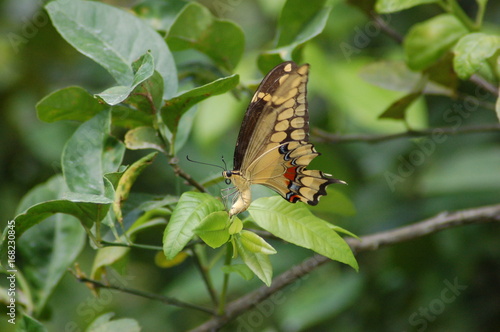 Thaos Swallowtail laying eggs photo