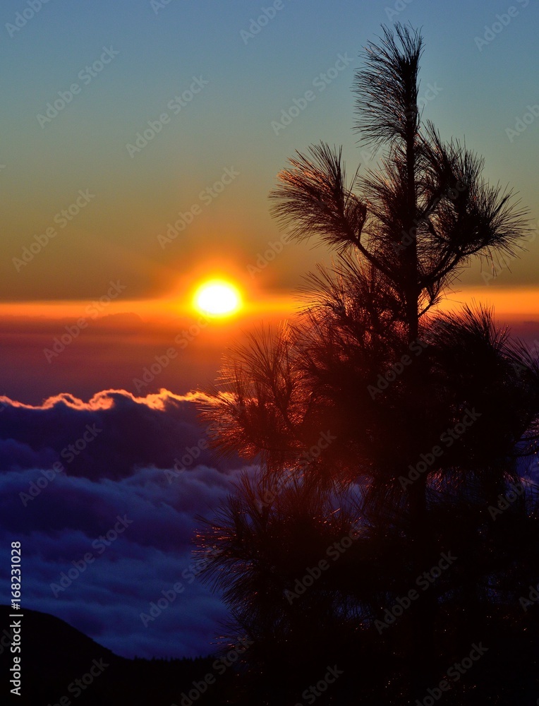 Pine tree top in foreground with the sunrise and sea of clouds