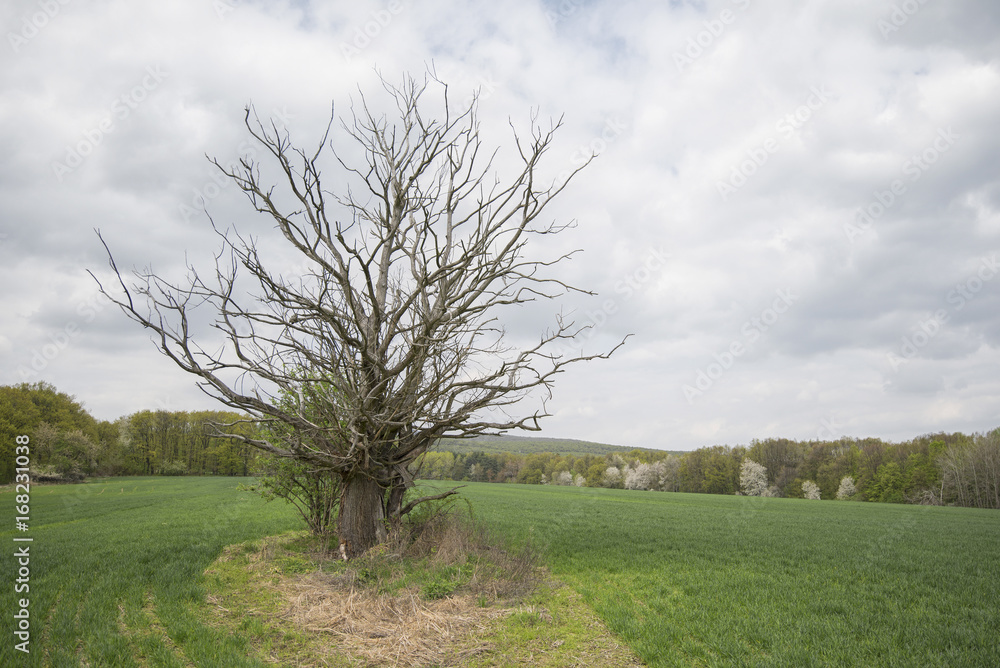 Dead tree in the middle of the field in spring with overcast sky Dead tree in the middle of the field in spring with overcast sky