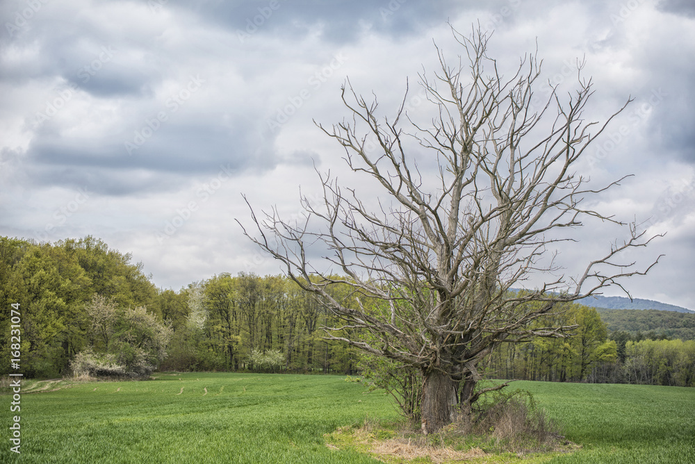 Dead tree in the middle of the field with spring colored trees Dead tree in the middle of the field with spring colored trees