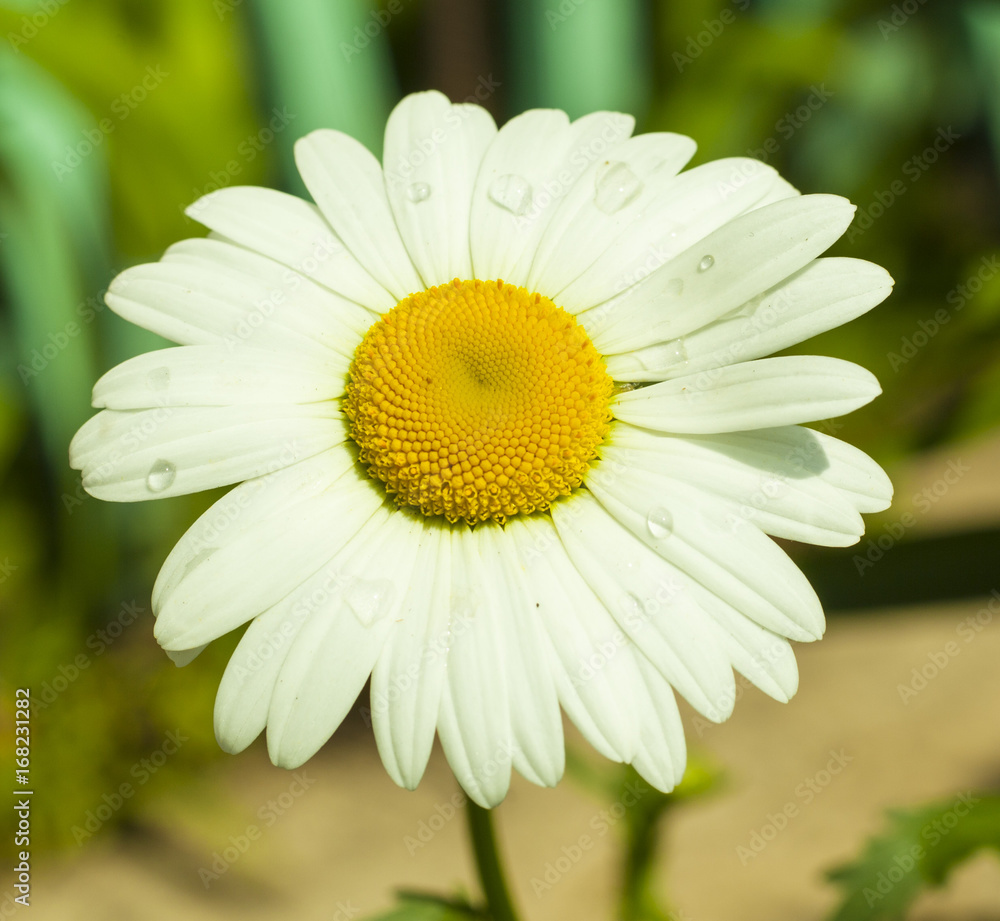 Fototapeta premium plant