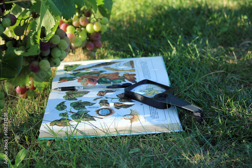 Magnifier, determinant and pen lie on grass in garden near grape.