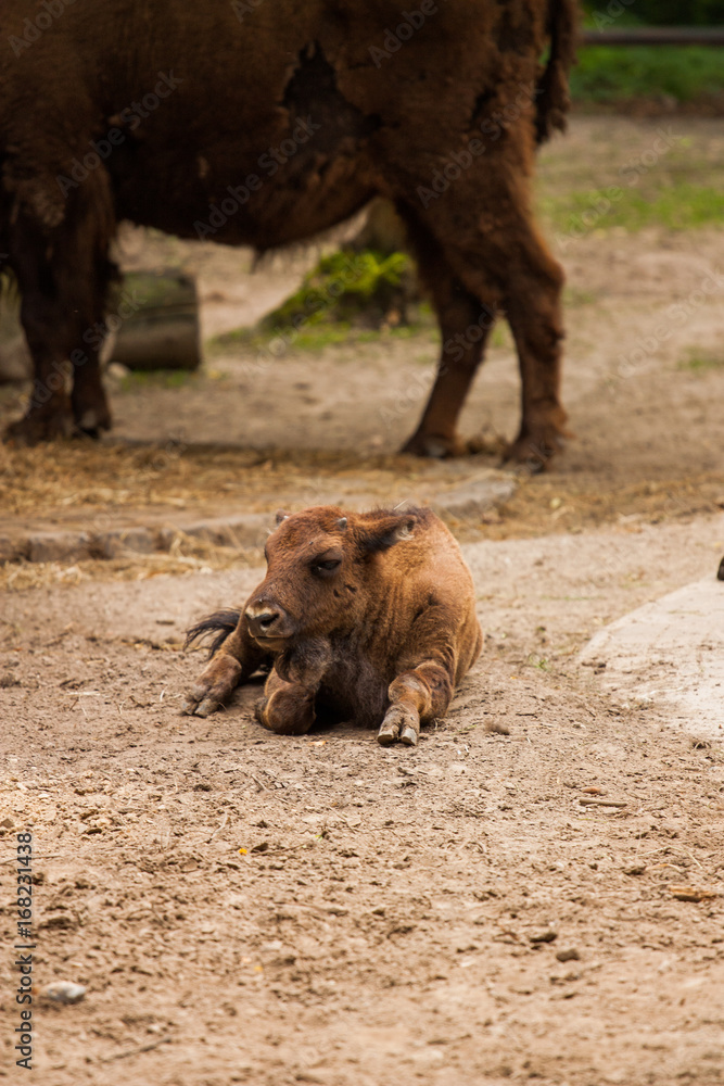 Fototapeta premium Kalb