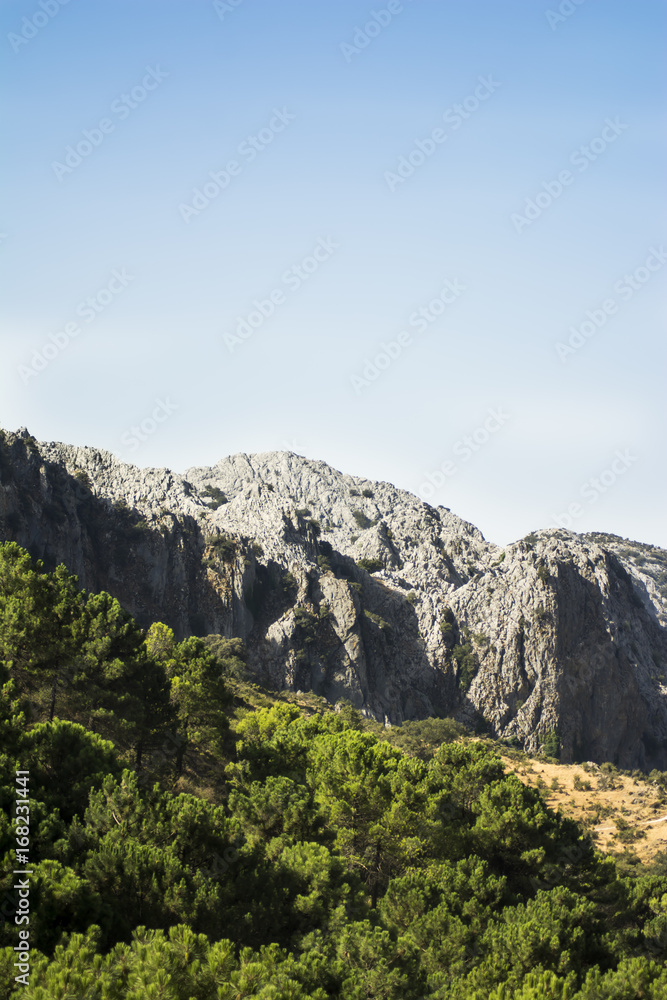 Landscape of trees with mountain in the background and blue sky